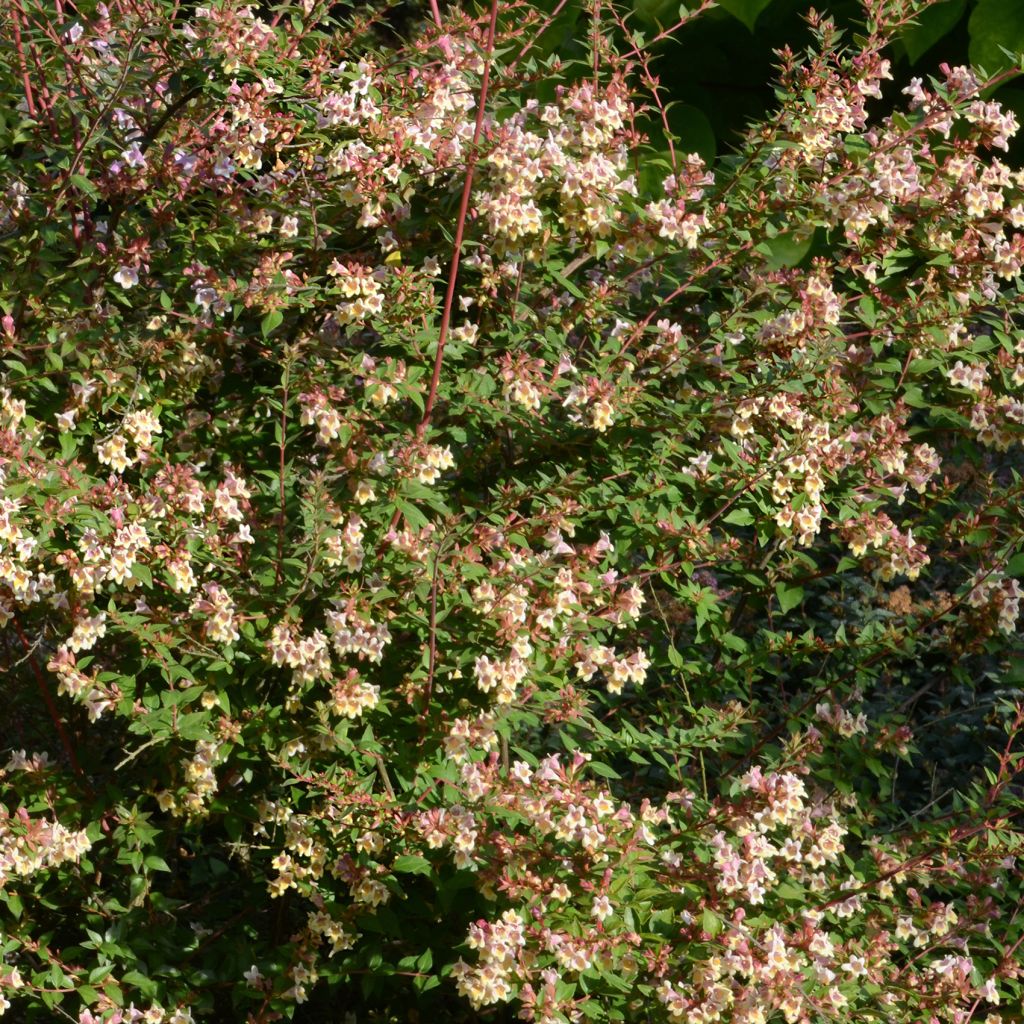 Abelia x grandiflora Sunny Charm  MINDUO1