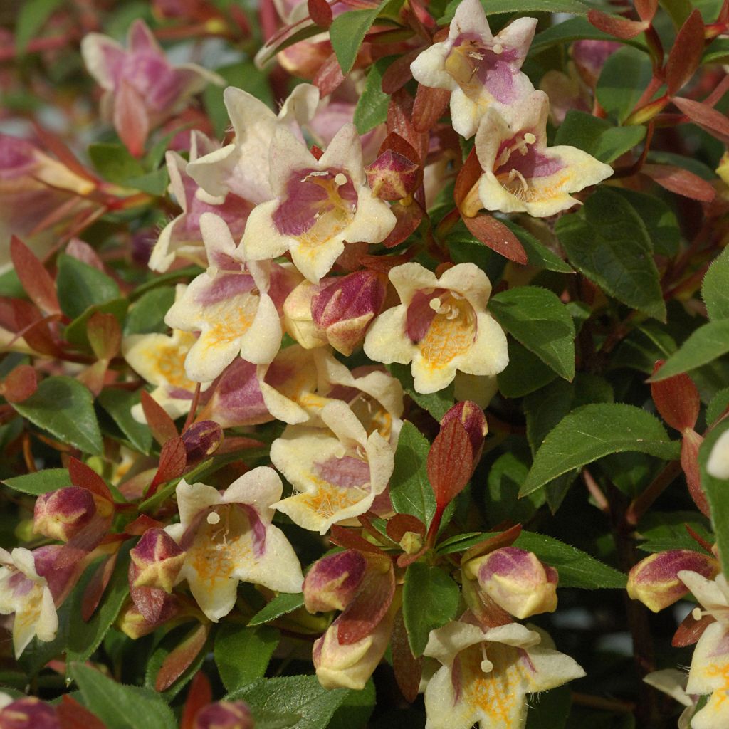 Abelia x grandiflora Sunny Charm  MINDUO1