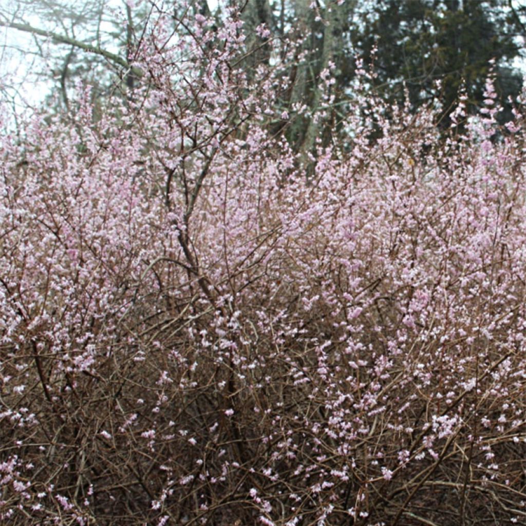Abeliophyllum distichum Roseum