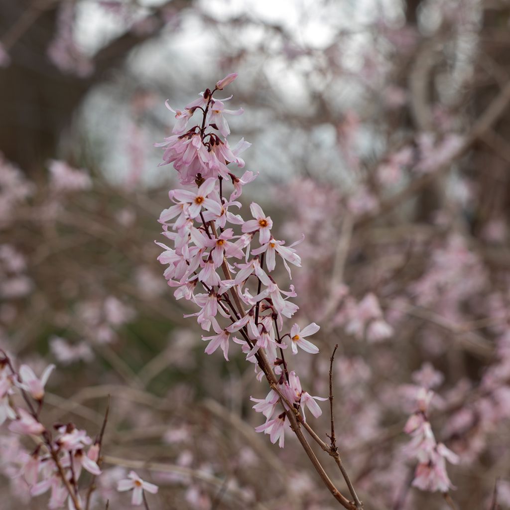 Abeliophyllum distichum Roseum