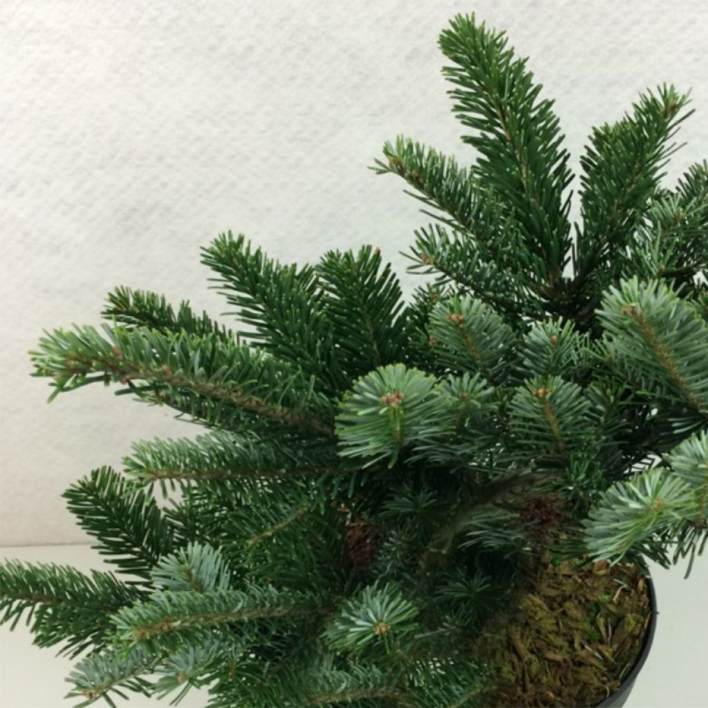 Abies amabilis Spreading Star - Fir