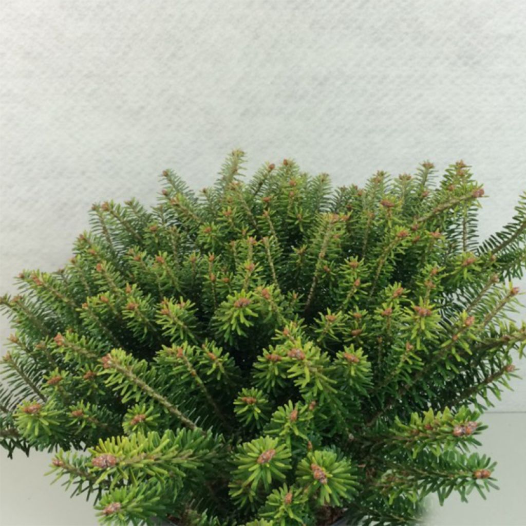 Abies koreana Luminetta - Korean Fir