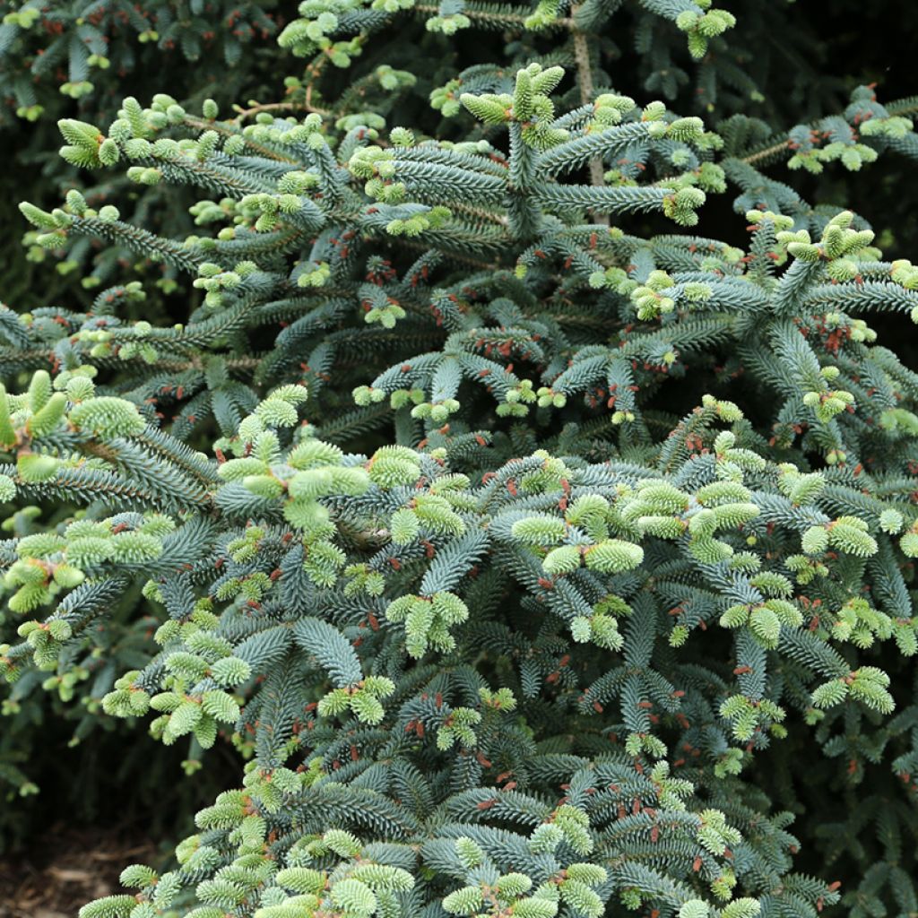 Abies pinsapo Glauca - Spanish fir