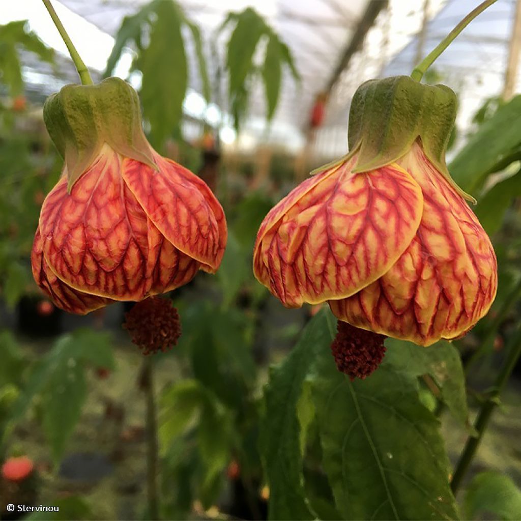 Abulilon  striatum (pictum) Redvein