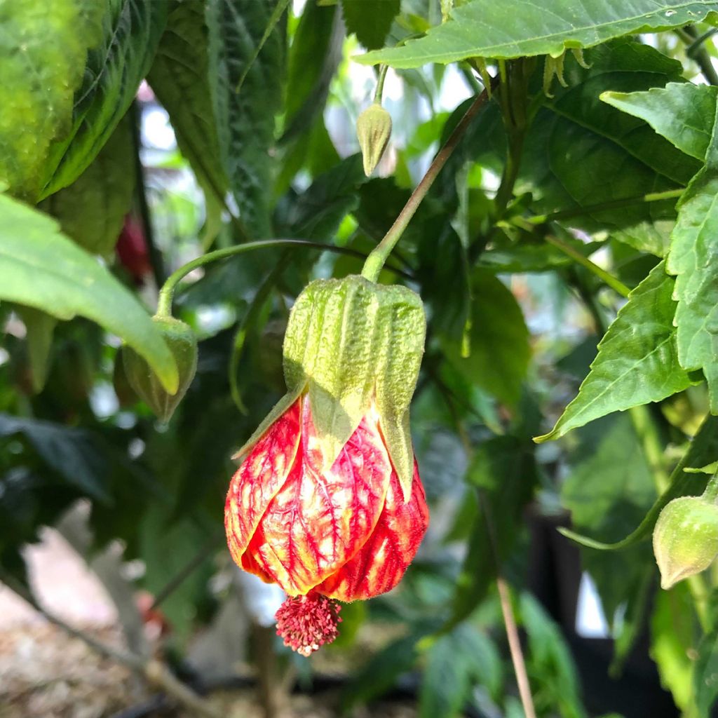 Abulilon  striatum (pictum) Redvein