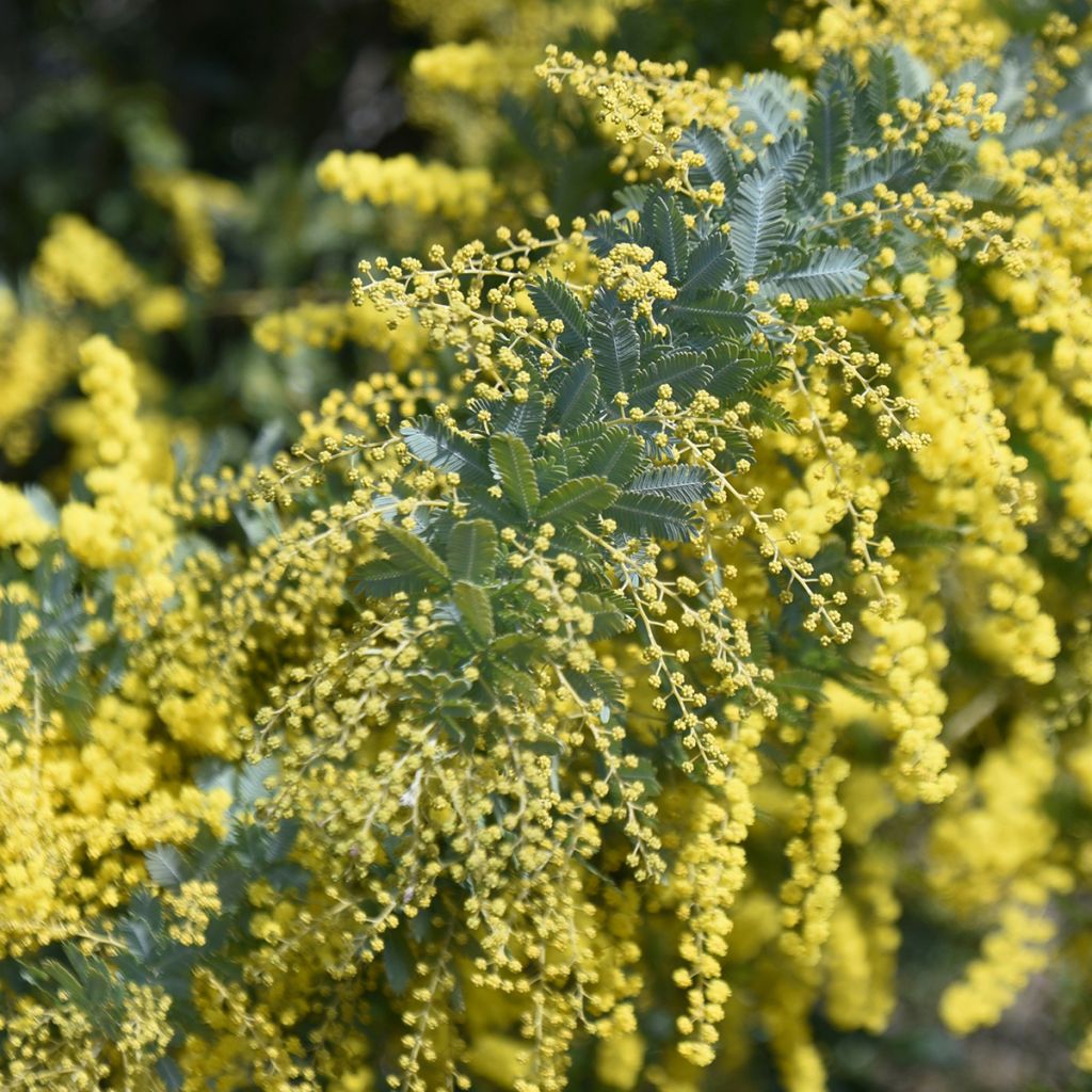 Acacia baileyana - Mimosa de Bailey