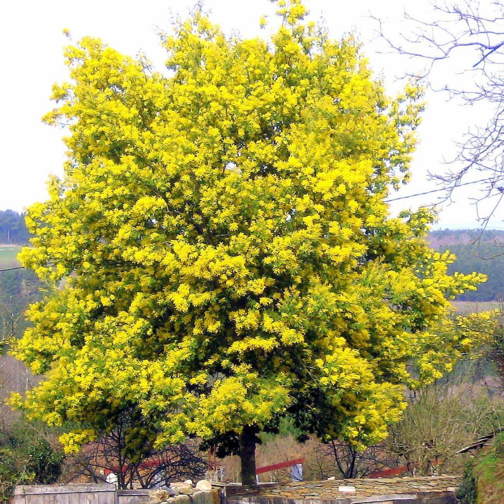 Acacia dealbata