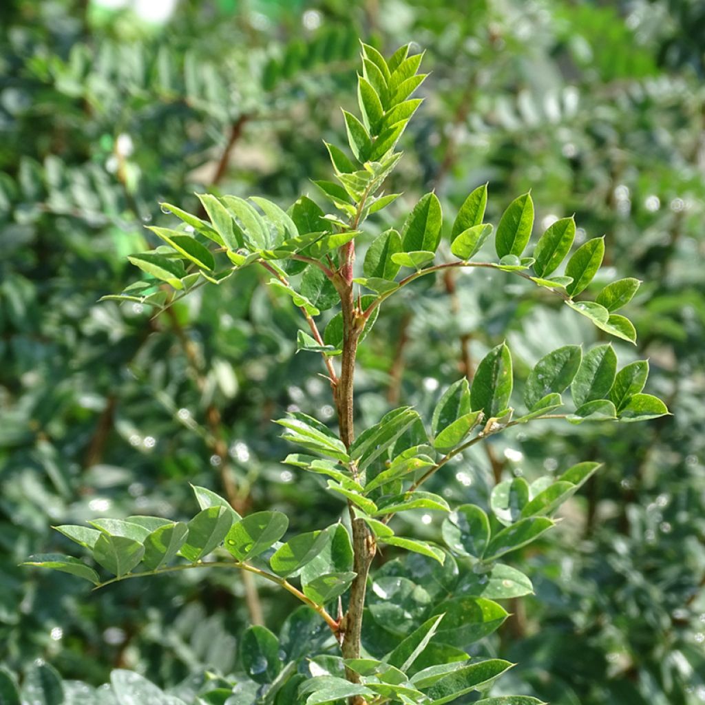 Caragana arborescens