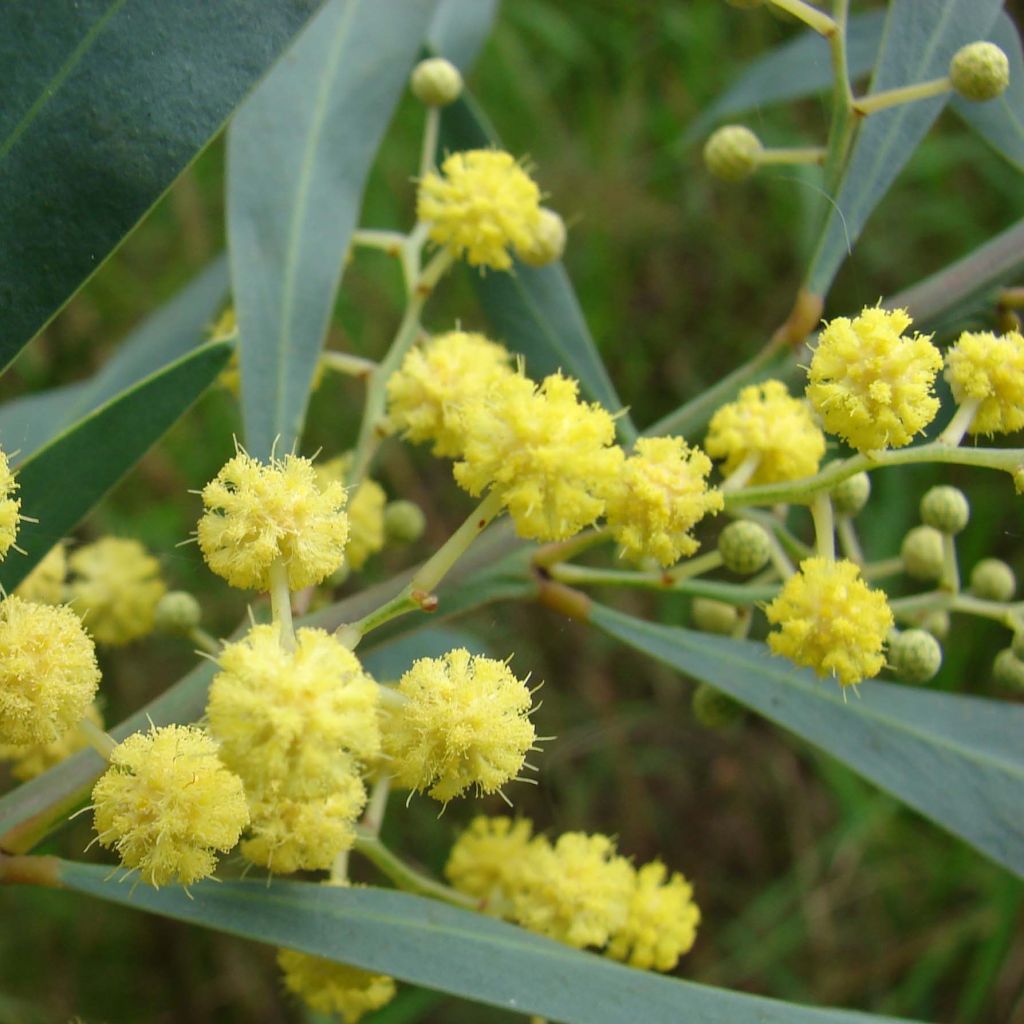 Acacia retinodes Lisette