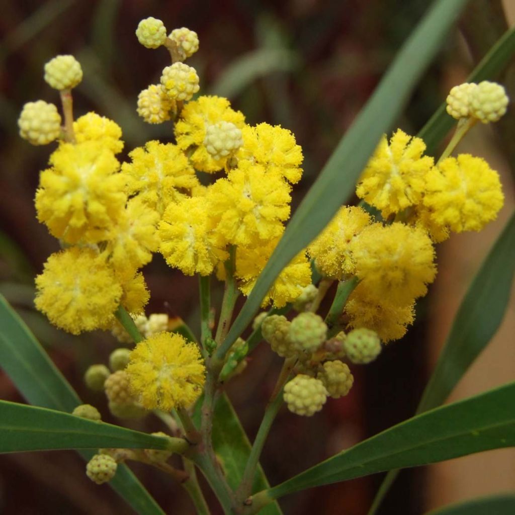 Acacia retinodes Lisette