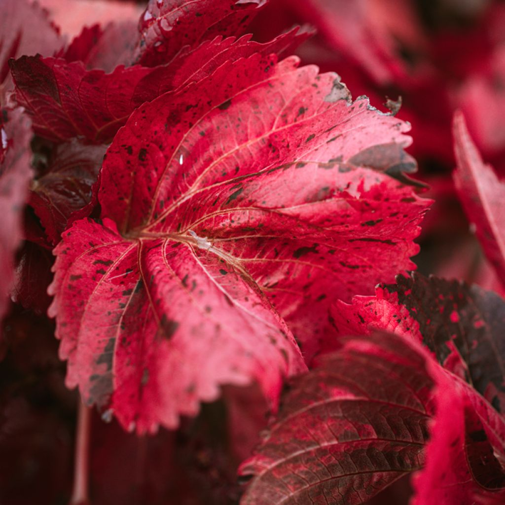 Acalypha godseffiana