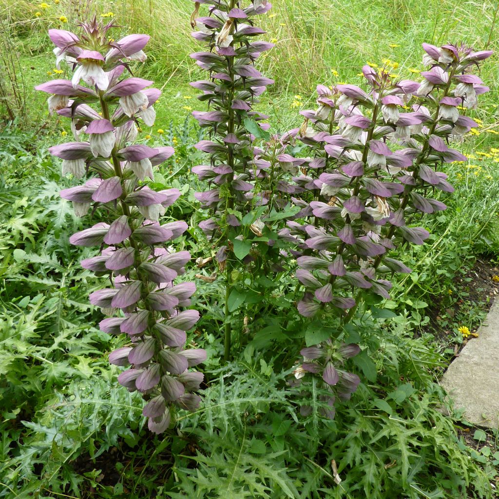 Acanthus spinosus - Bear's Breech