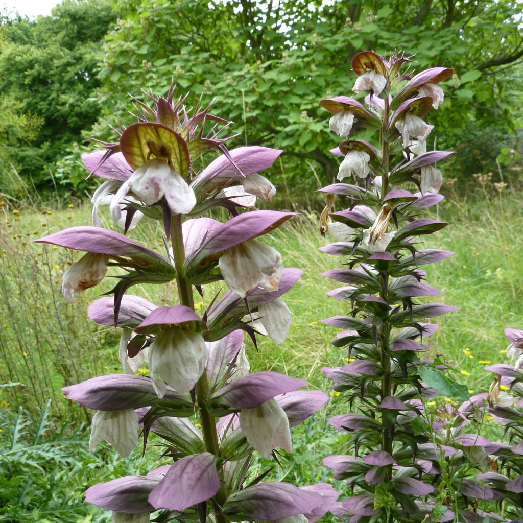 Acanthus spinosus - Bear's Breech