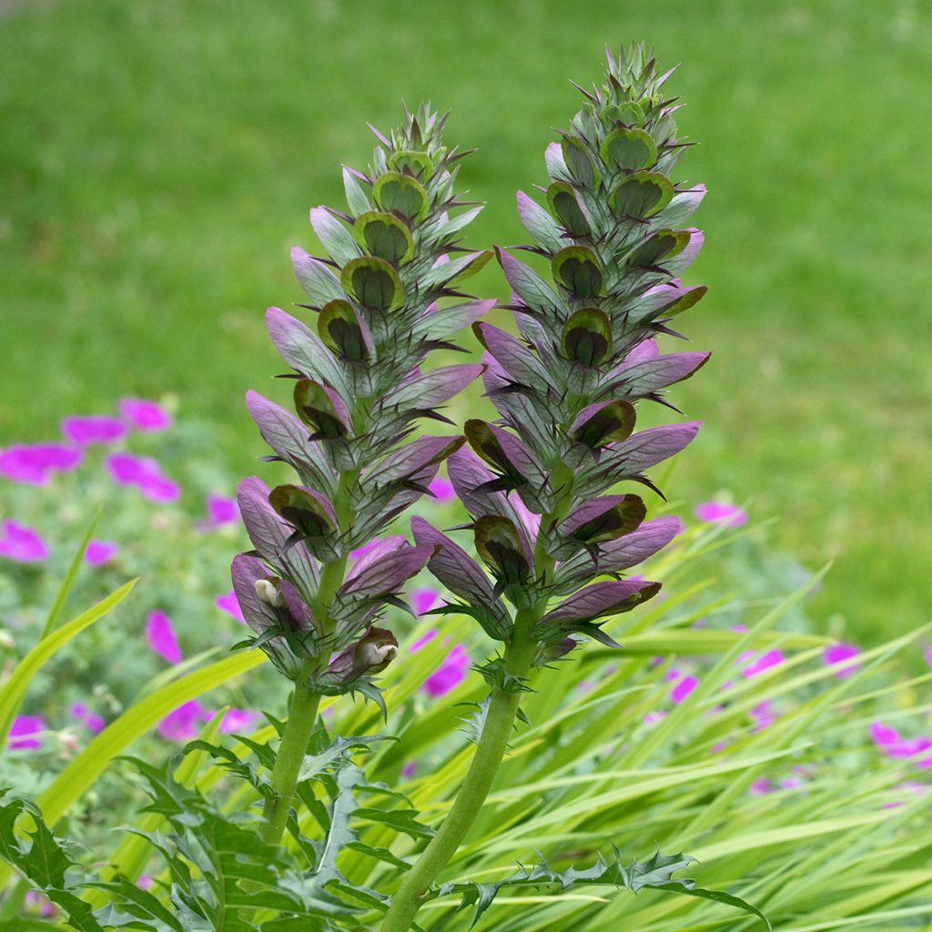 Acanthus spinosus - Bear's Breech