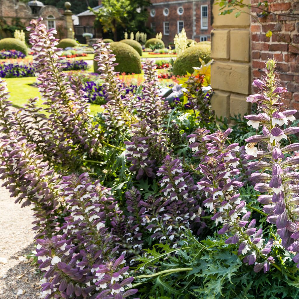 Acanthus spinosus - Bear's Breech