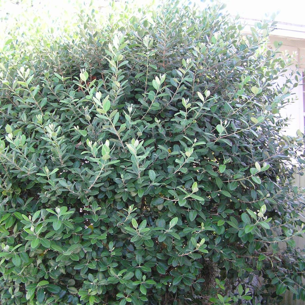 Acca sellowiana Gemini