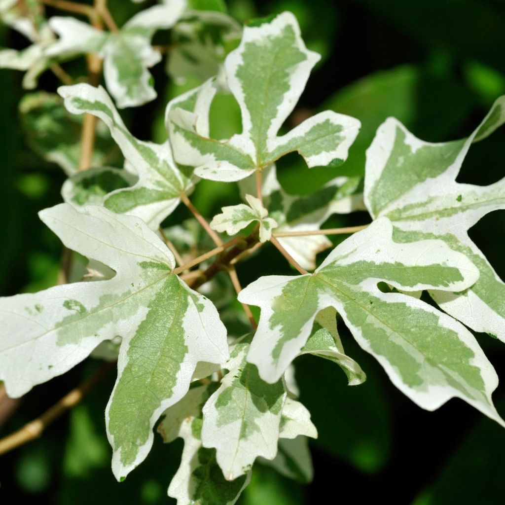 Acer campestre Carnival - Maple