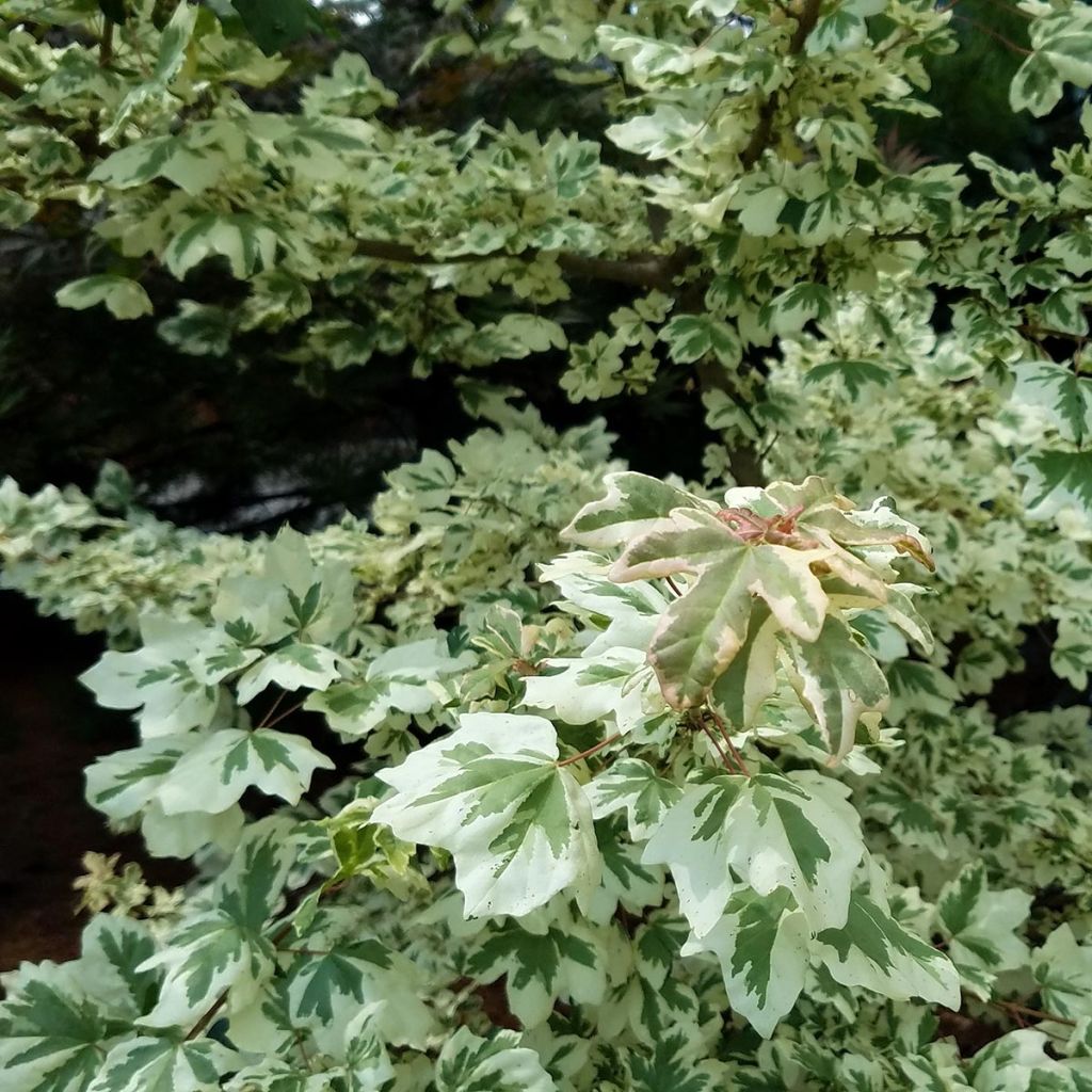 Acer campestre Carnival - Maple