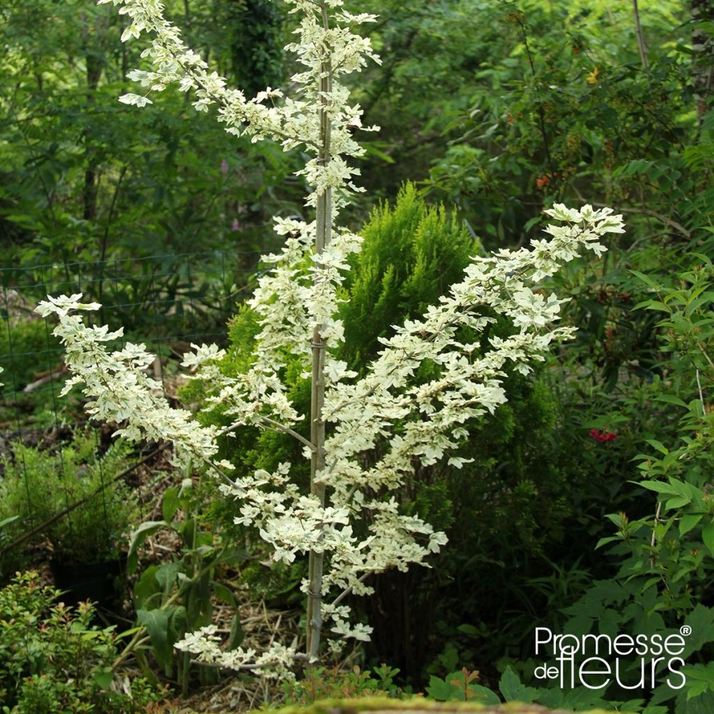 Acer campestre Carnival - Maple