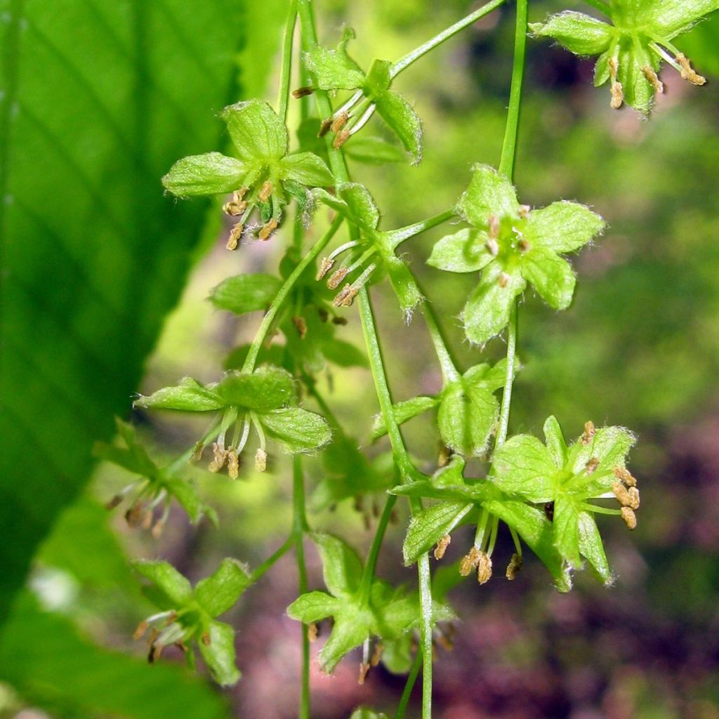 Acer carpinifolium - Maple