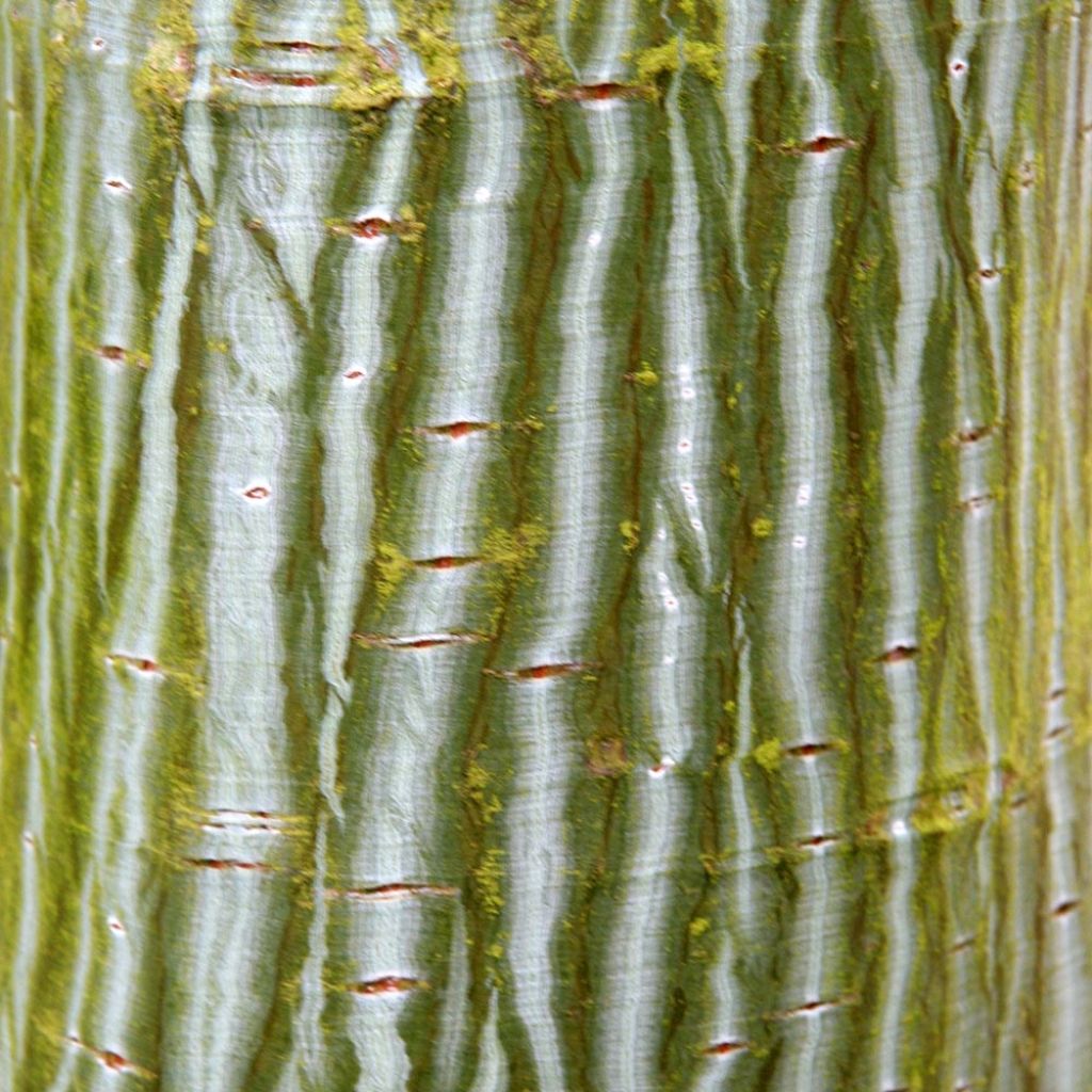 Acer davidii - Maple
