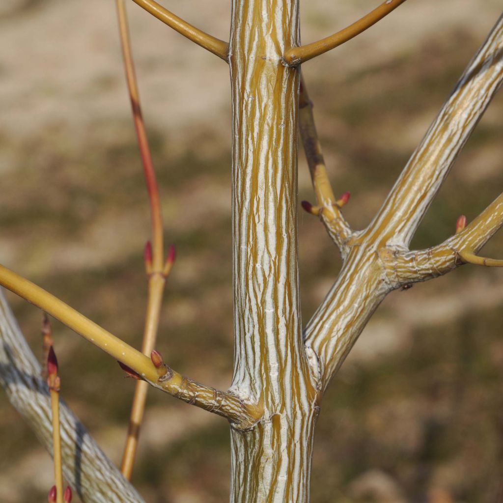 Acer davidii Viper - Maple