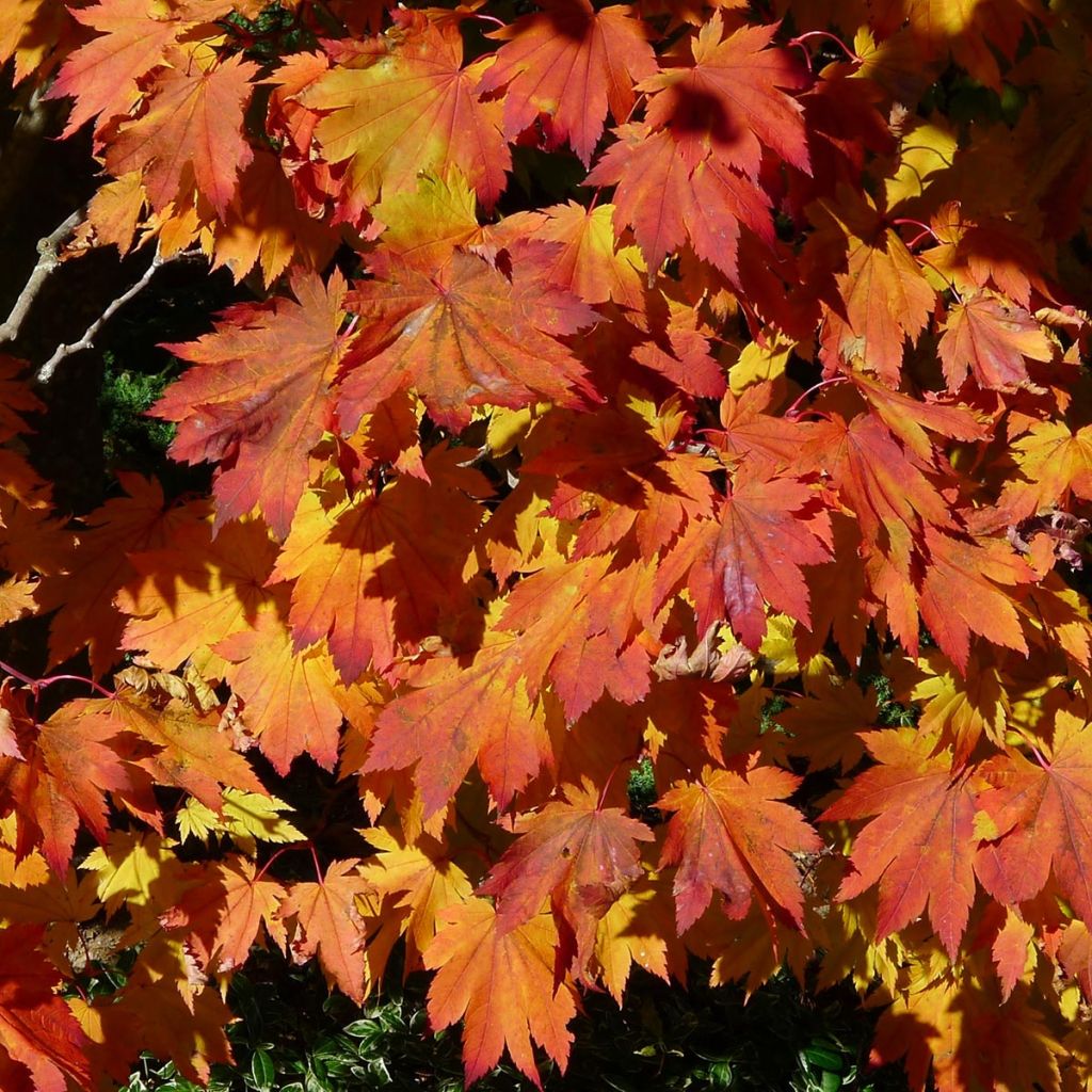 Acer japonicum Vitifolium - Japanese Maple