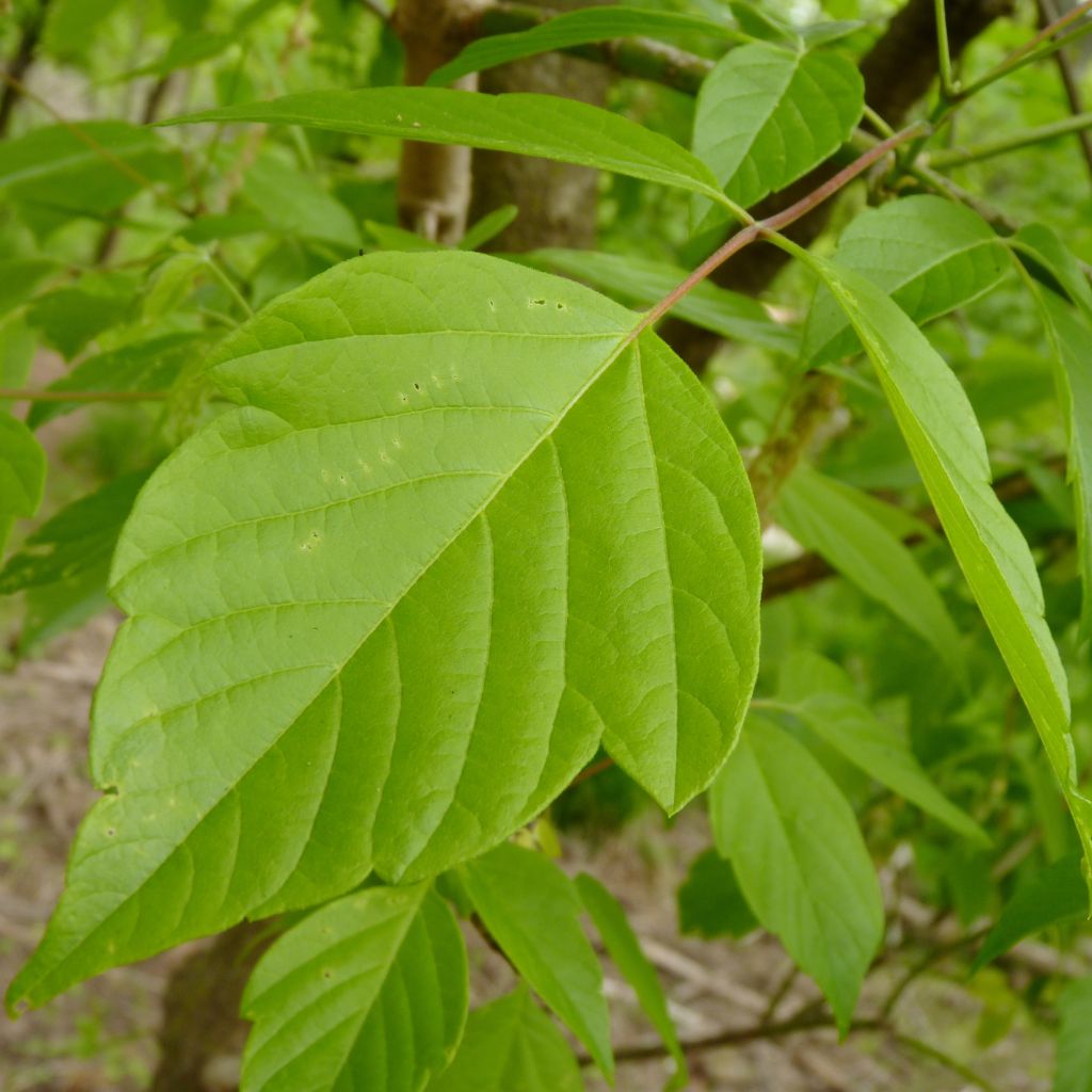 Acer negundo - Maple