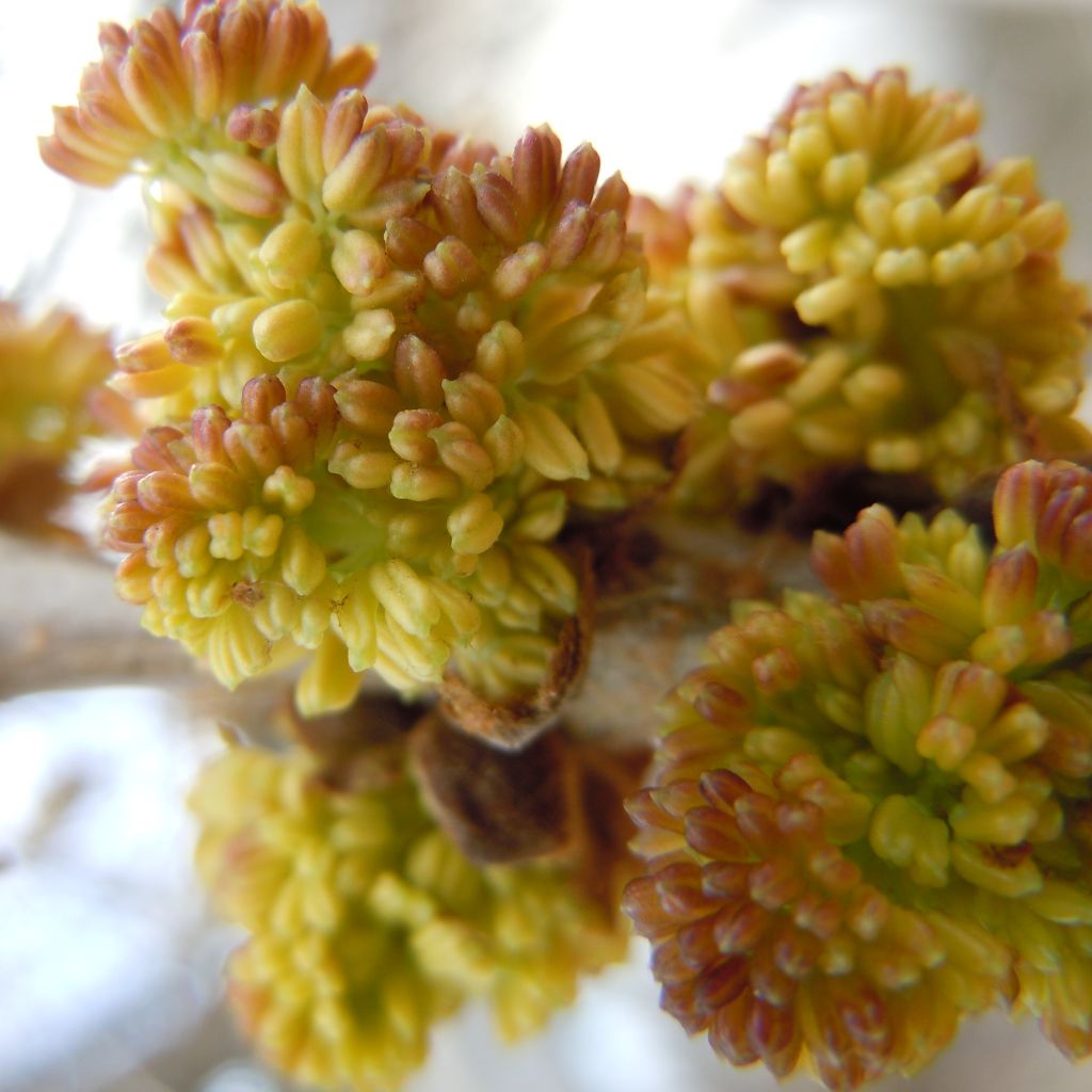 Acer negundo - Maple