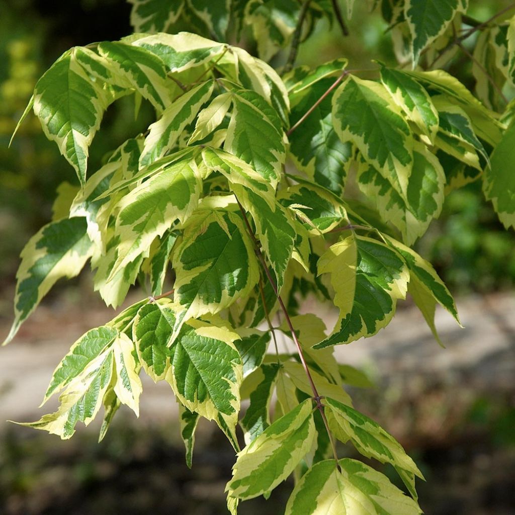 Acer negundo Aureovariegatum - Maple
