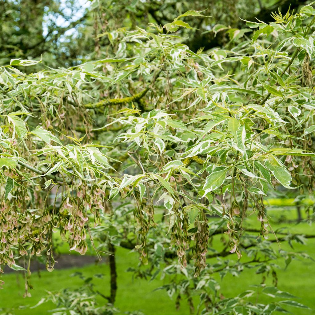Acer negundo Flamingo - Maple