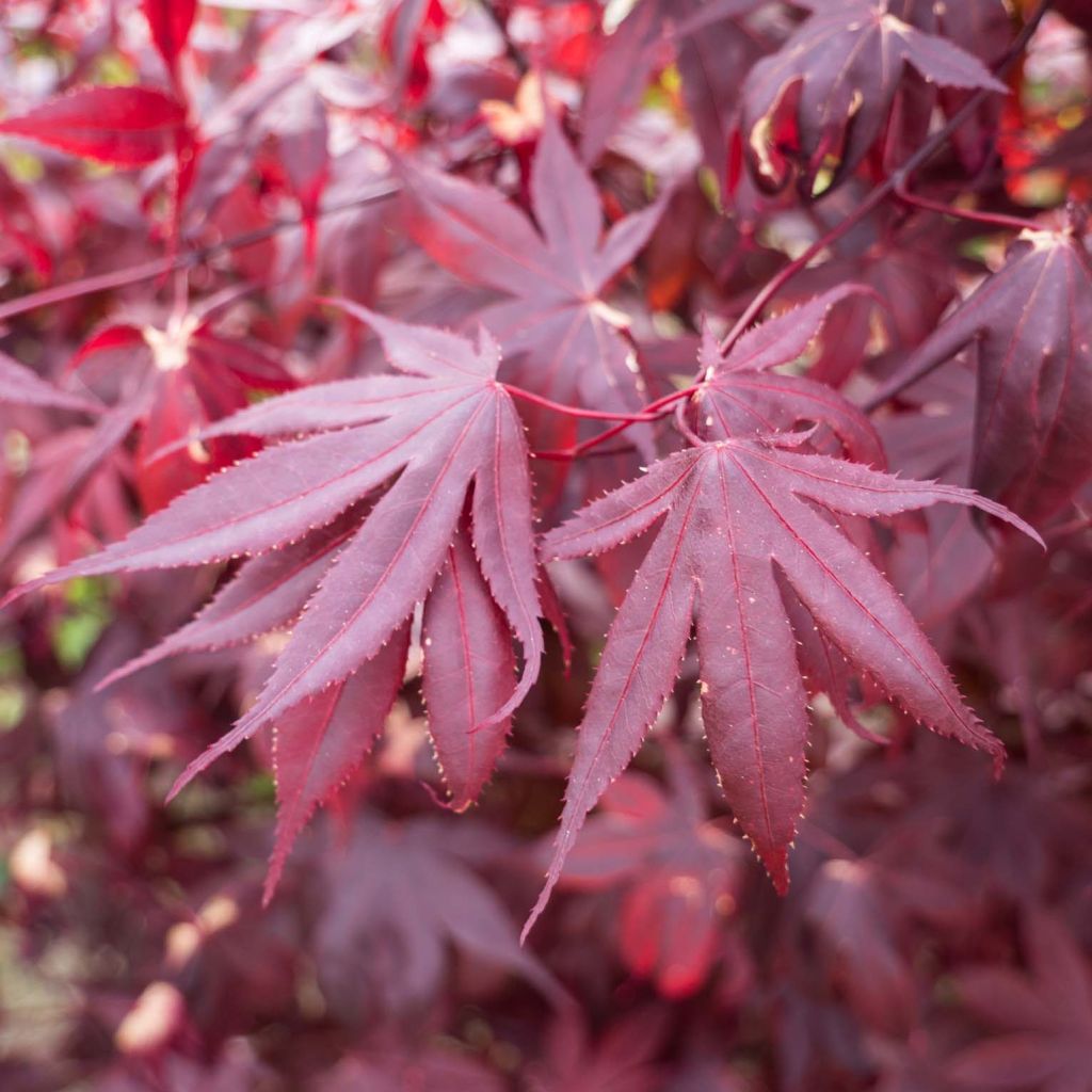 Acer palmatum Bloodgood - Japanese Maple