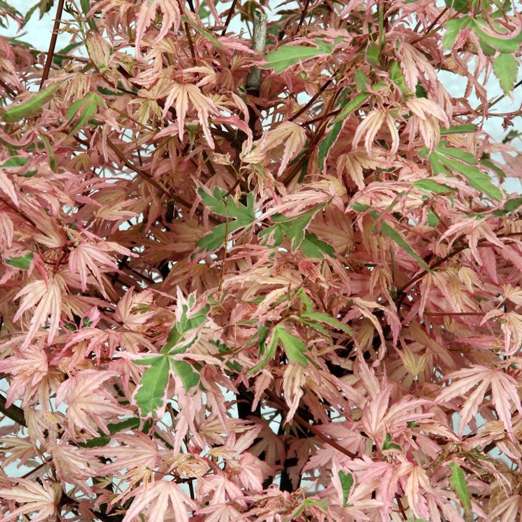 Acer palmatum Phoenix - Japanese Maple