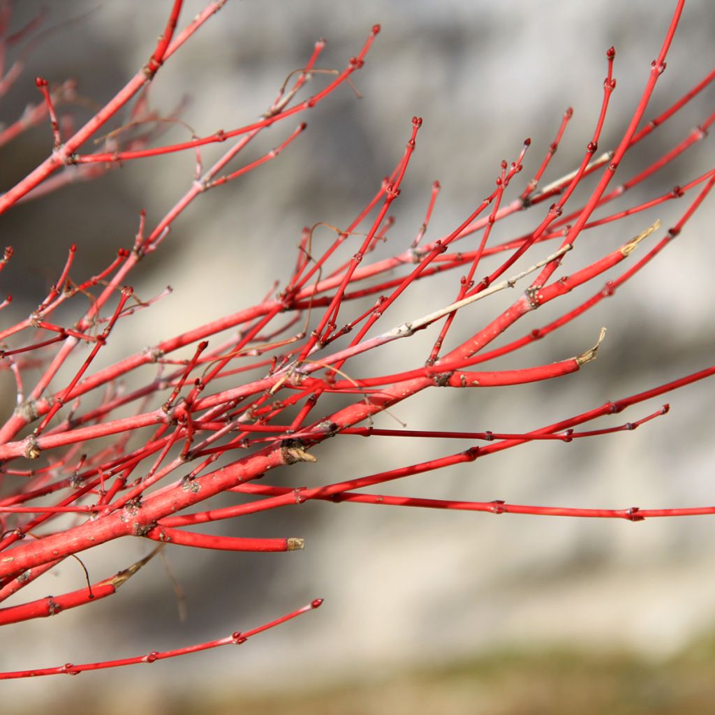 Acer palmatum Sangokaku - Japanese Maple