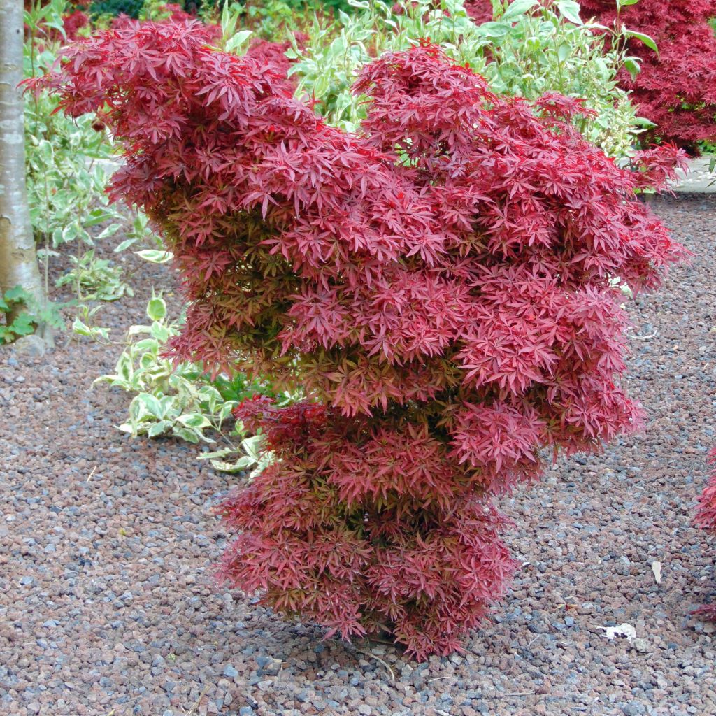 Acer palmatum Shaina - Japanese Maple
