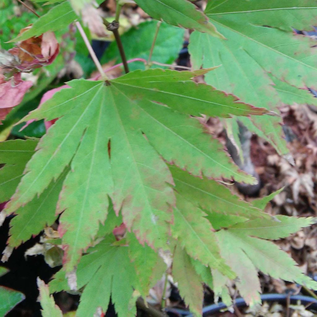 Acer palmatum Summer Gold - Japanese Maple