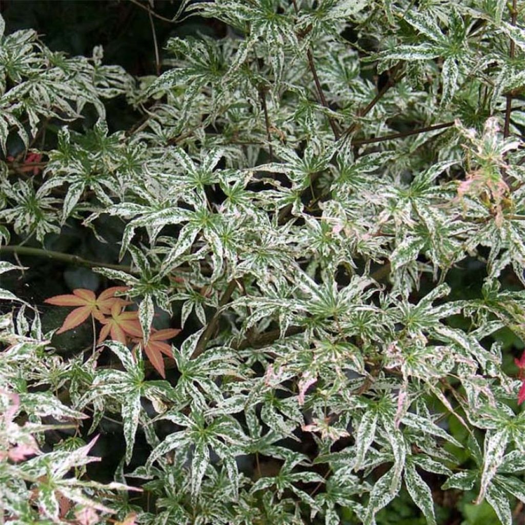 Acer palmatum Uki-gumo - Japanese Maple