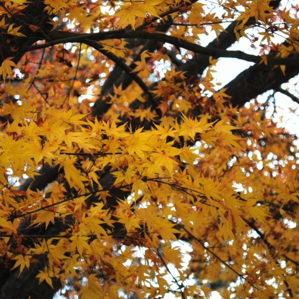 Acer palmatum - Japanese Maple