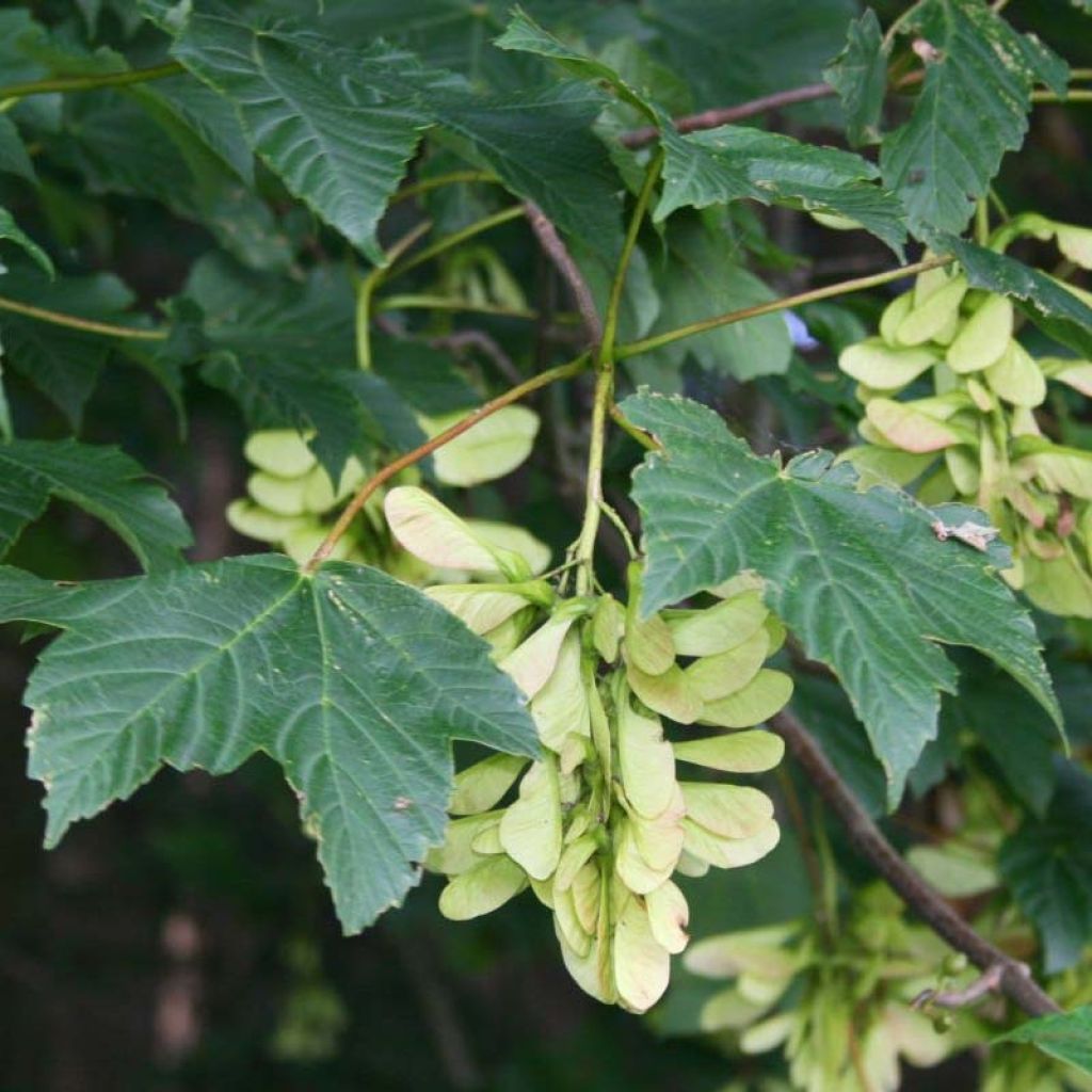 Acer pseudoplatanus - Maple