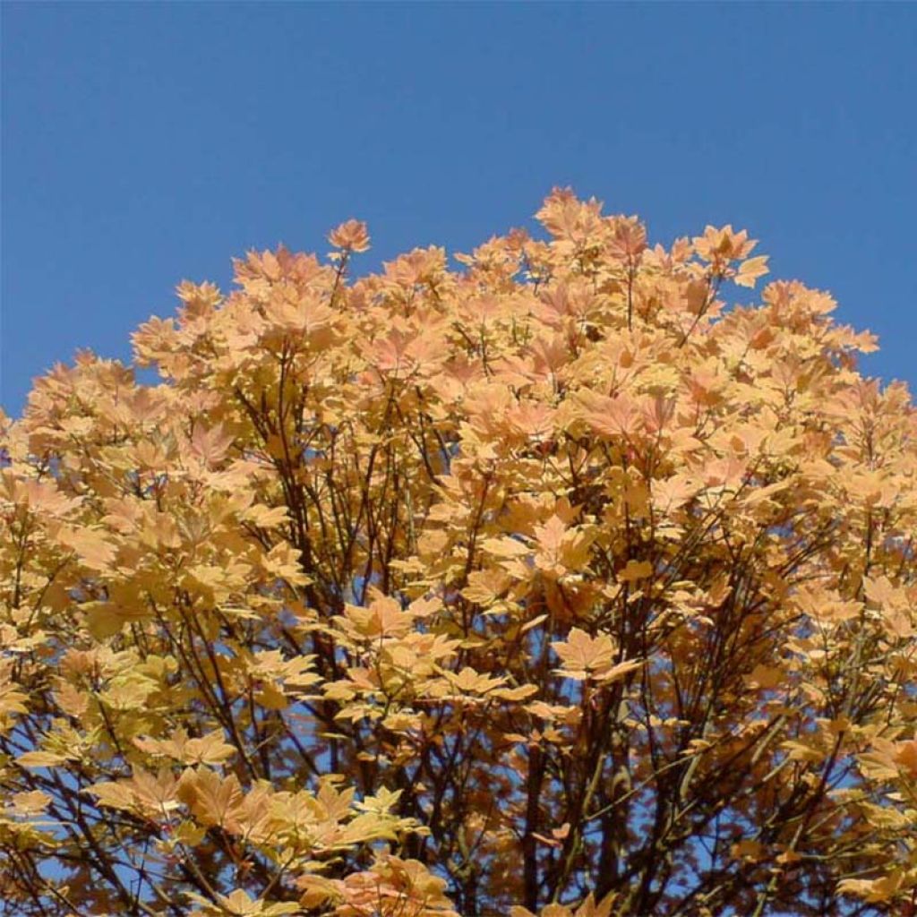 Acer pseudoplatanus Brilliantissimum - Maple