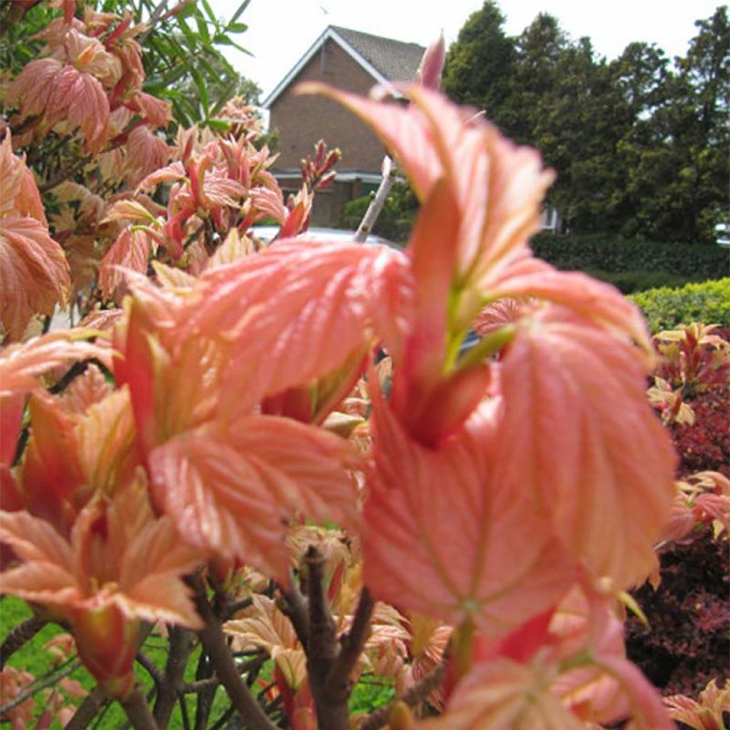Acer pseudoplatanus Brilliantissimum - Maple