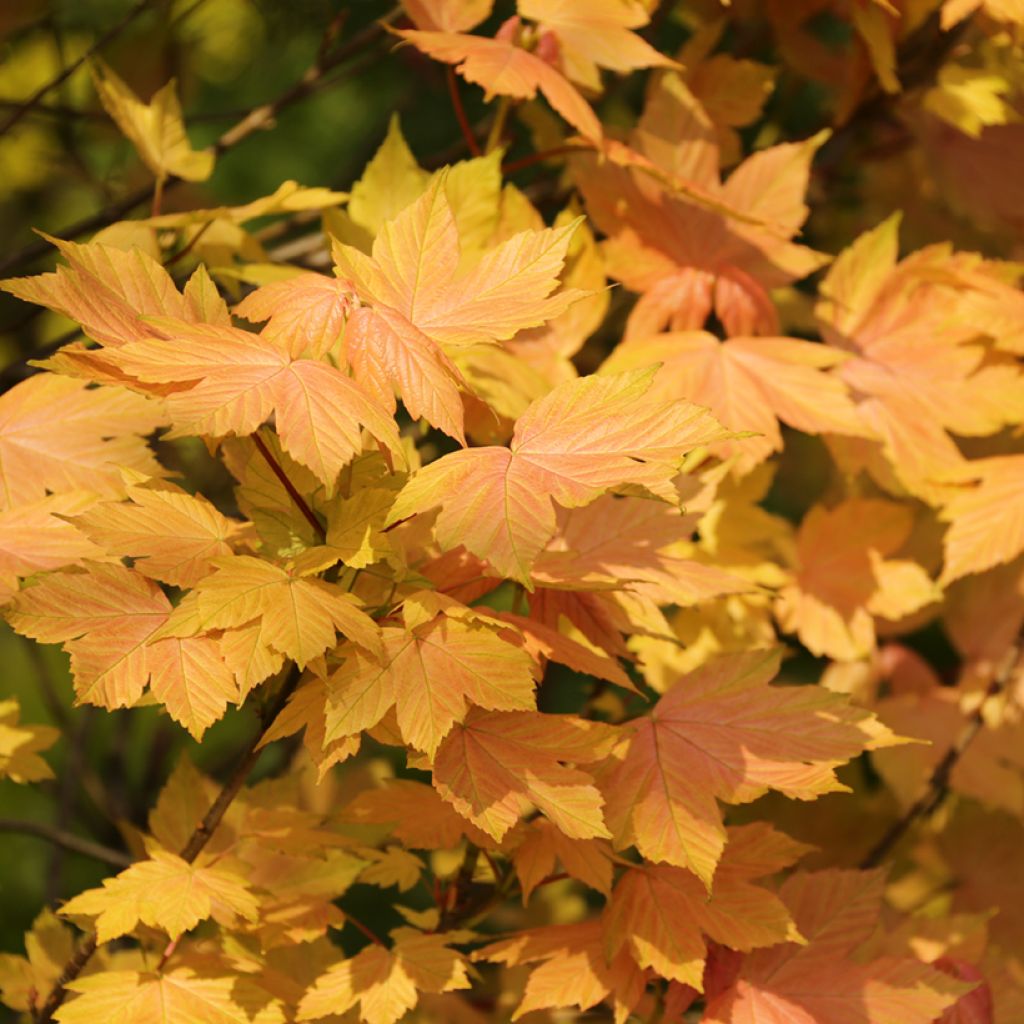 Acer pseudoplatanus Leat Cottage - Sycamore Maple