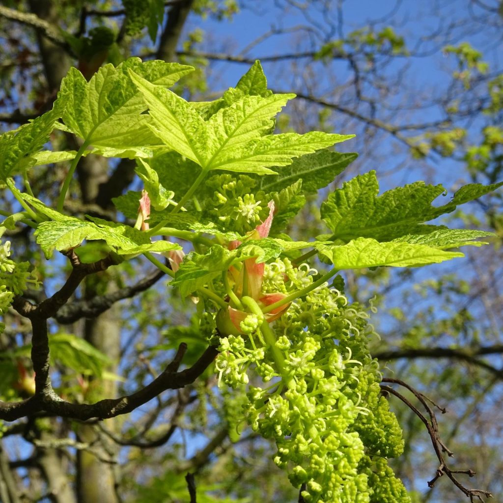 Acer pseudoplatanus Leopoldii - Maple