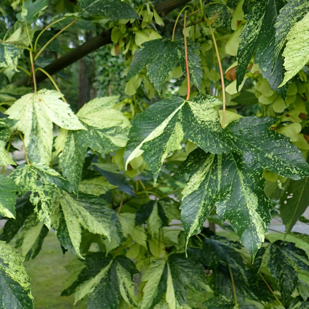 Acer pseudoplatanus Leopoldii - Maple