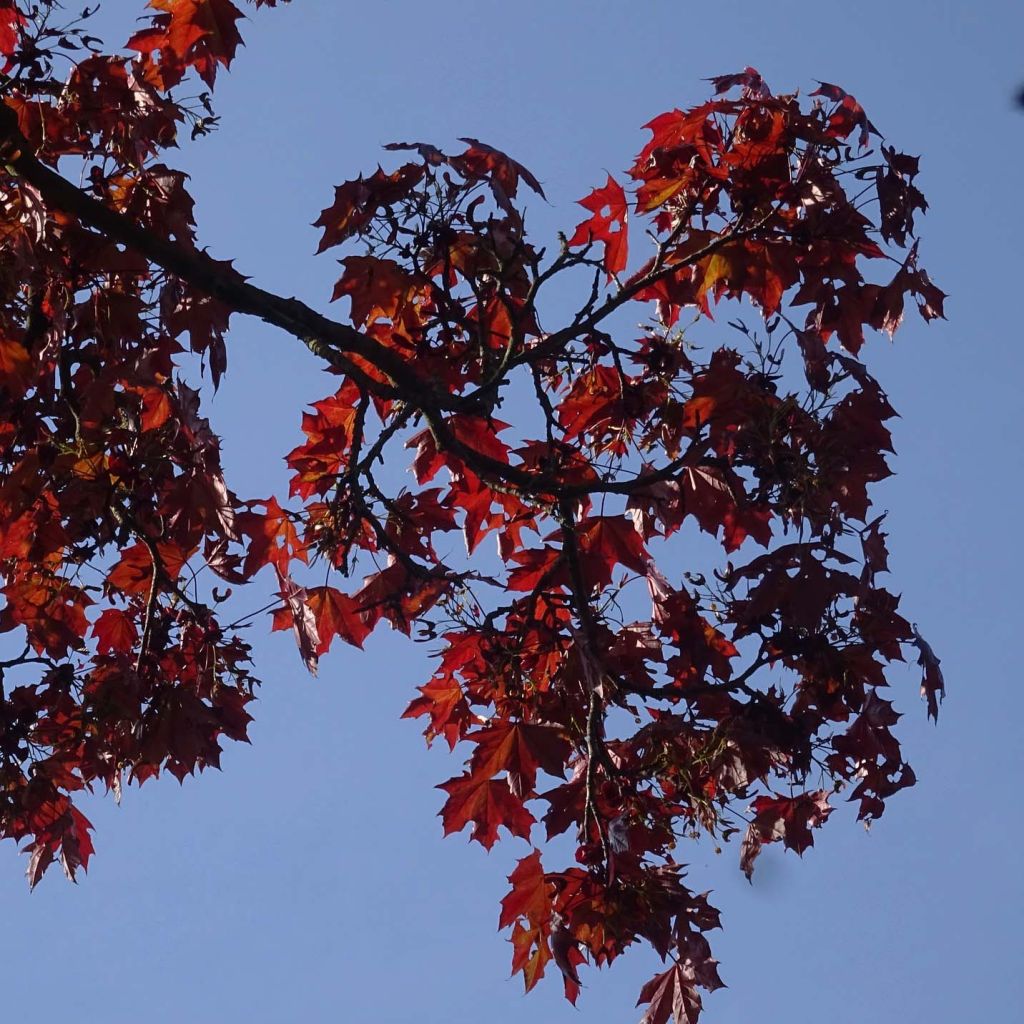 Acer platanoides Royal Red - Maple