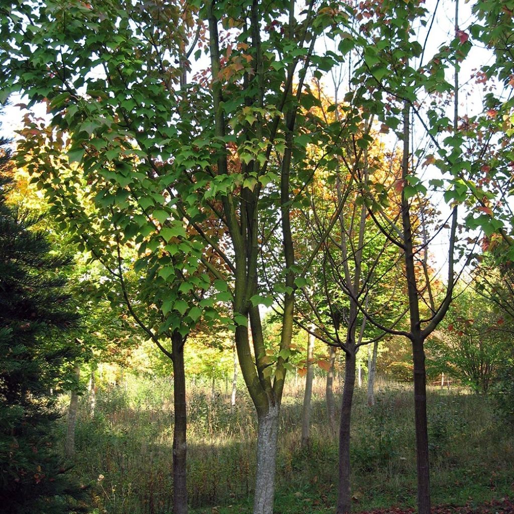 Acer rufinerve - Maple