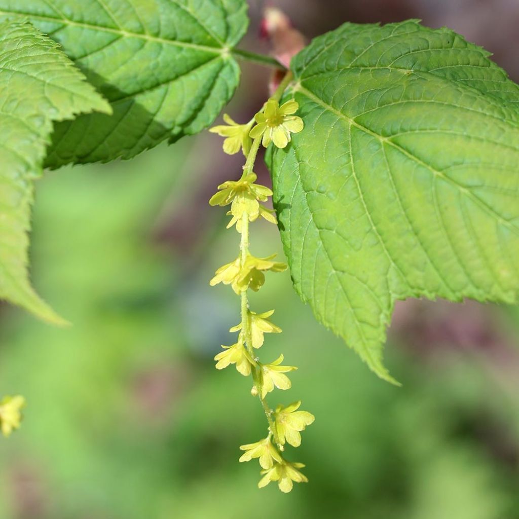 Acer rufinerve - Maple