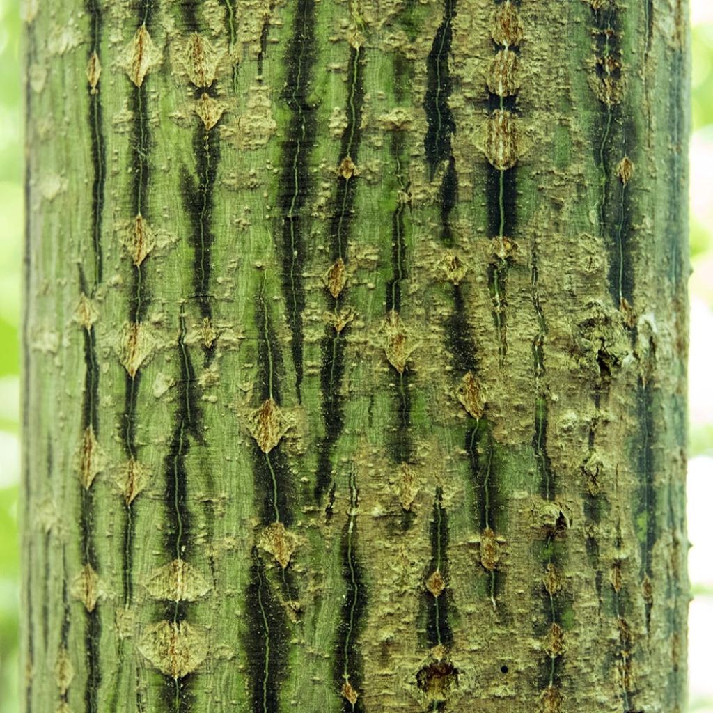 Acer rufinerve - Maple