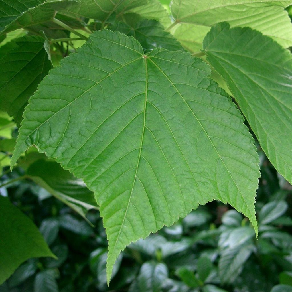 Acer rufinerve - Maple