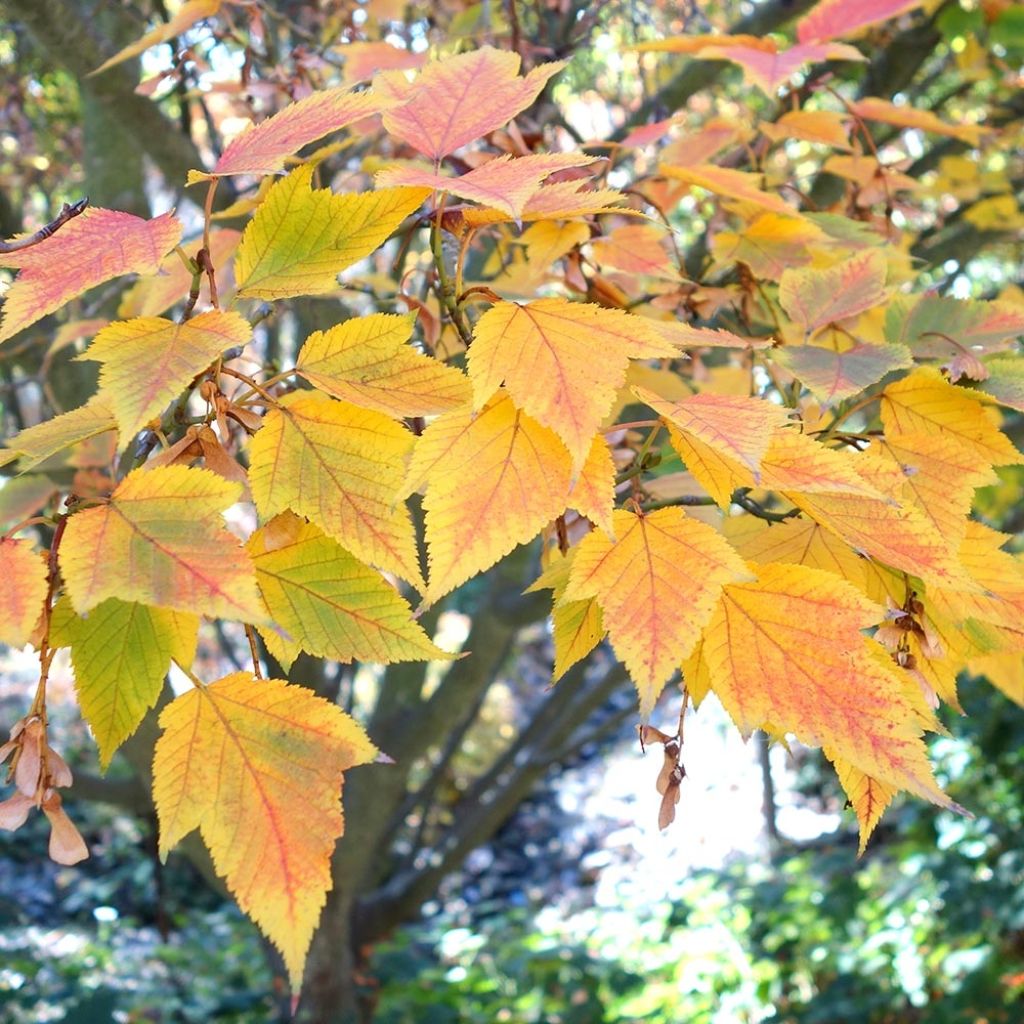 Acer rufinerve - Maple